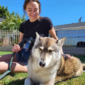 Accessoire de Douche pour Chiens Jet Pup - UNIVERS ANIMALS