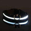 Collier Lumineux LED pour Chien - Édition Rechargeable USB - UNIVERS ANIMALS