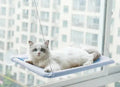 Hamac de Fenêtre pour Chat - UNIVERS ANIMALS