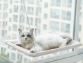 Hamac de Fenêtre pour Chat - UNIVERS ANIMALS